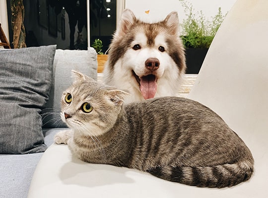 ホームページがオープンしました。