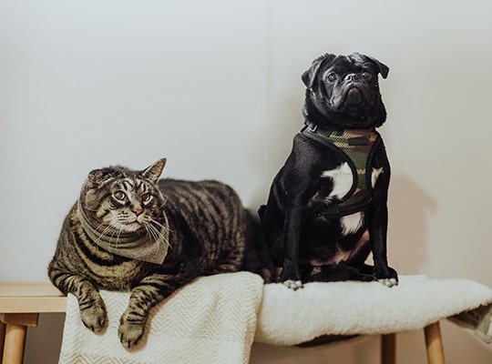 新着情報が入ります。