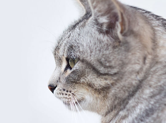 新着情報が入ります。